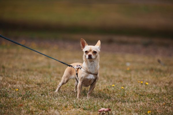 Animalfriendsexperience